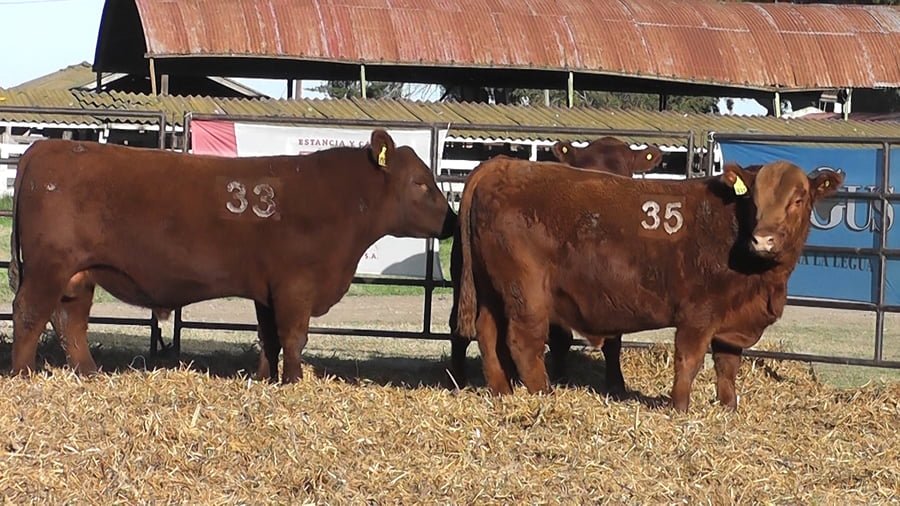 Lote TOROS ANGUS COLORADOS PC