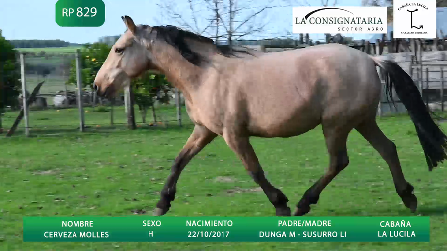 Lote CERVEZA MOLLES - NO SALE A VENTA