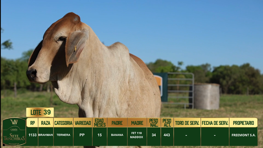 Lote LOTE 39