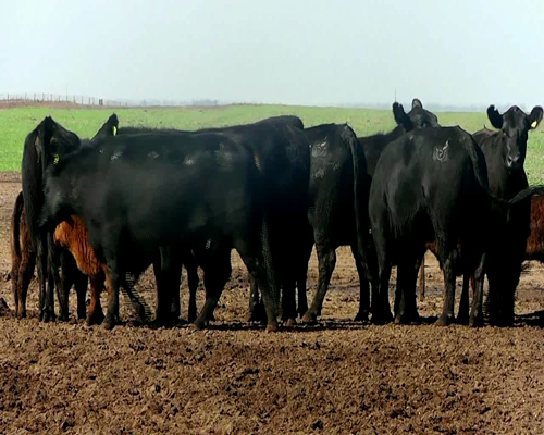 Lote VACAS ANGUS NEG. MAS C/CRIA