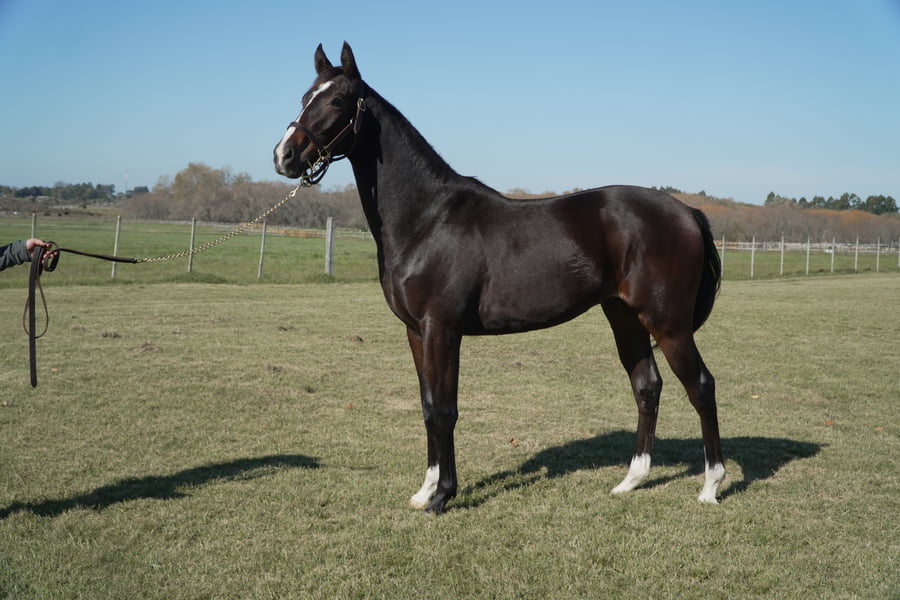 Lote DAKOTA'S GOLD