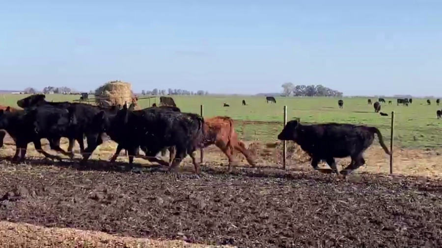 Lote 110 TERN. HEMBRAS, TANDIL, BS. AS.