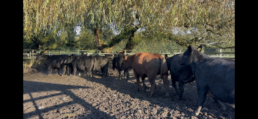 Lote 28 Vaquilla Gorda en Osorno, X Región Los Lagos