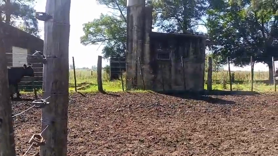 Lote 63 Terneros en Buenos Aires, San Antonio de Areco