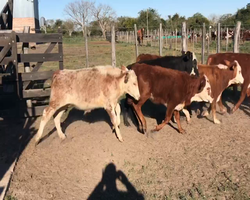 Lote 70 Terneros en Corrientes, Bella Vista