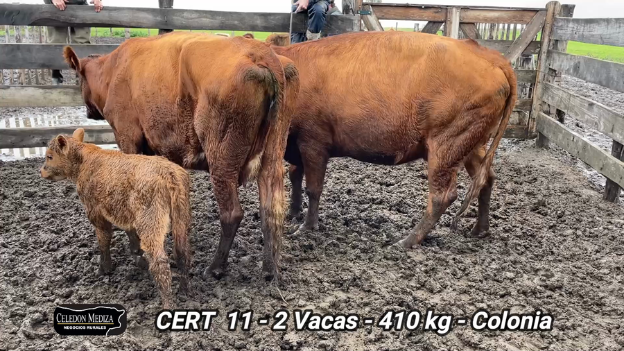 Lote 2 Vacas de cría en Colonia