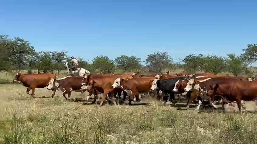 Lote 35 Vaquillonas C/ gtia de preñez