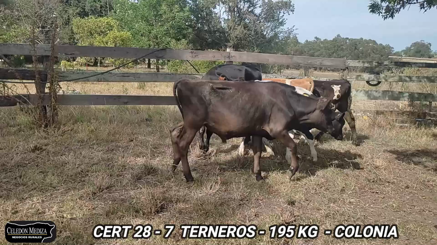 Lote 7 Terneros en Colonia