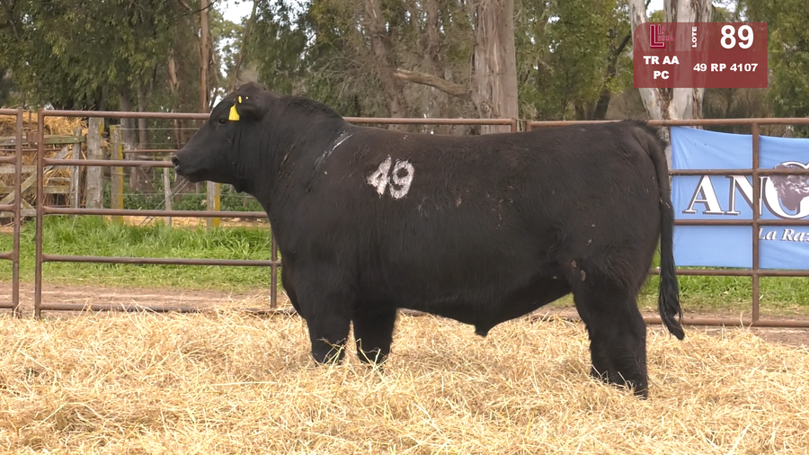 Lote TOROS ANGUS NEGROS  PC