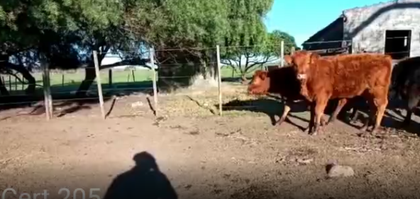 Lote 9 Terneras en Soriano