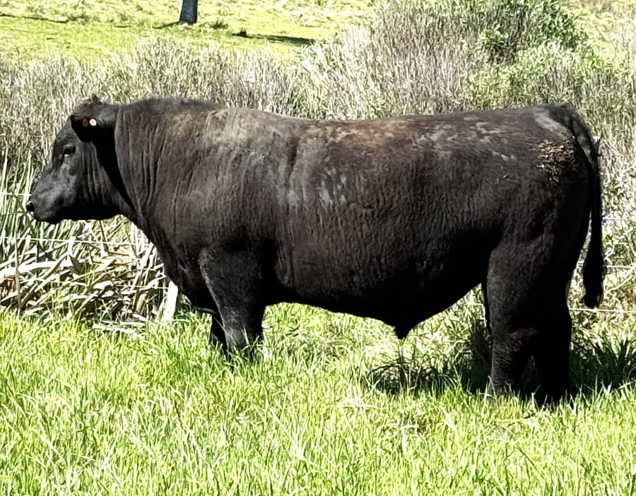 Lote Toros a remate en 4º Remate Don Nestor, Rocha