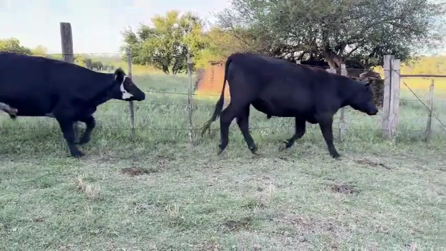 Lote NOVILLOS 1-2 AÑOS