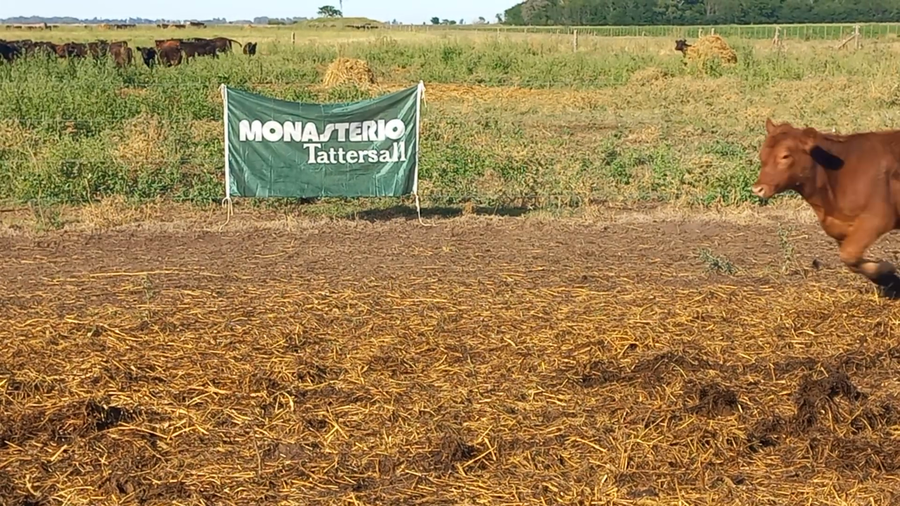 Lote 65 Terneros en Pirovano