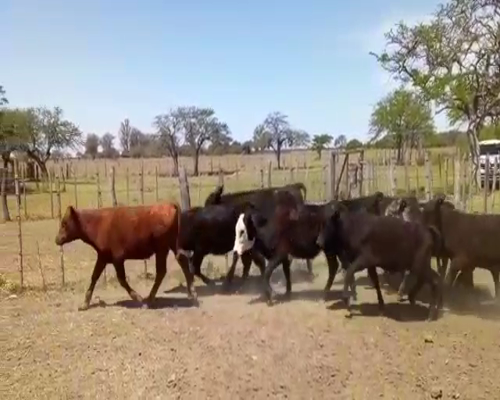 Lote Terneros/as en Monigotes, Santa Fe