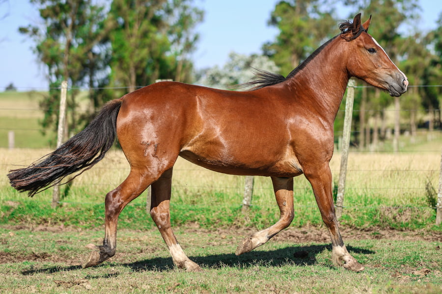 Lote LA CARTA DE LA SERENA