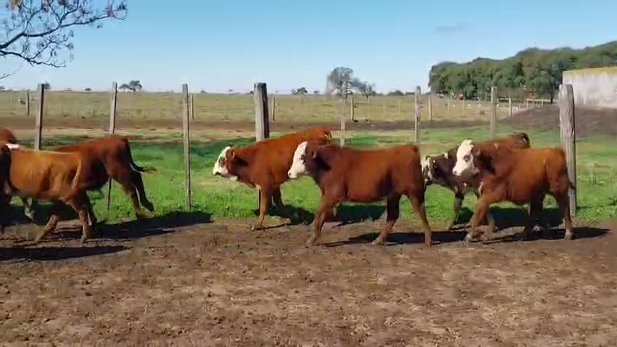 Lote 146 Terneros en Corrientes, Curuzu Cuatia