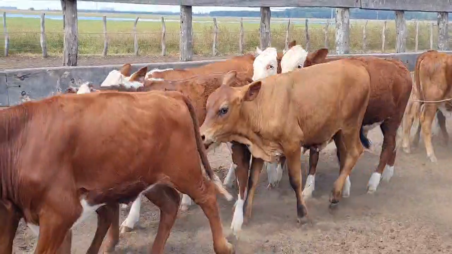 Lote 250 Terneros en Corrientes, Goya