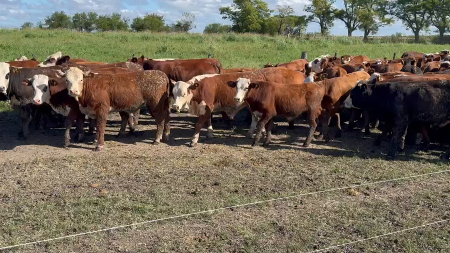 Lote 100 Terneros/as en Maciá, Entre Ríos