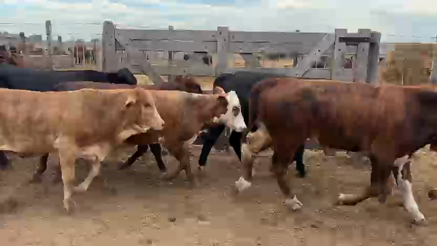 Lote 73 Terneros/as en Chaco, Villa Ángela