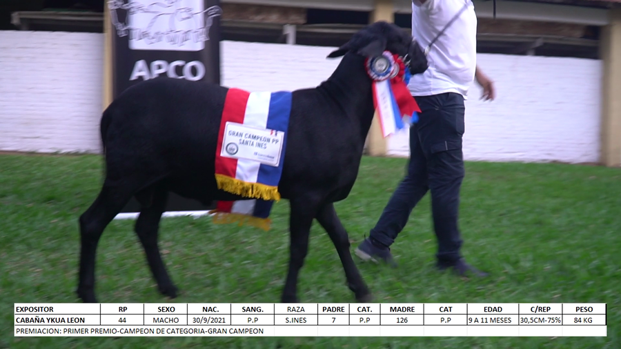 Lote Santa Inés Expo Internacional 2022 - Lote 52