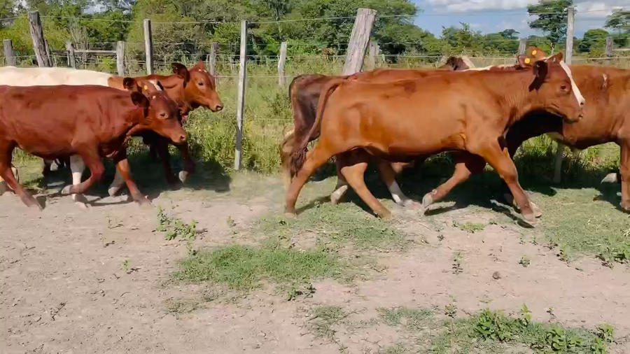 Lote 100 Terneros/as en Berón de Astrada, Corrientes