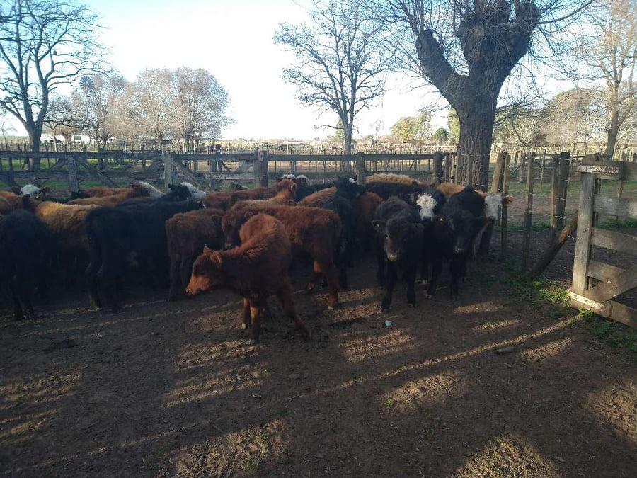 Lote 36 Terneros en Gral. Lamadrid, Buenos Aires