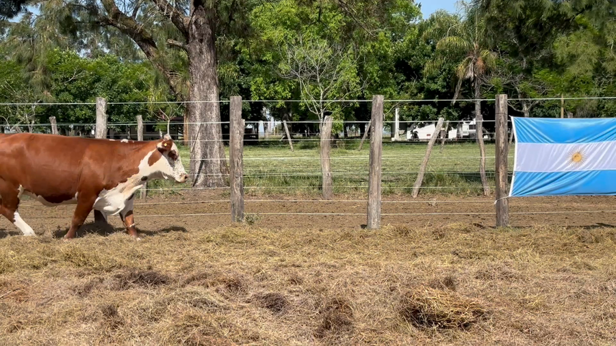 Lote 32 Vacas medio uso C/ gtia de preñez