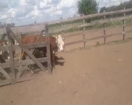 Lote 100 Novillitos en Arroyo Clé, Entre Ríos