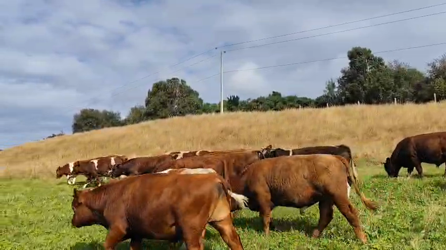 Lote 20 Novillo Engorda en Ancud, X Región Los Lagos