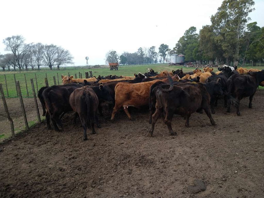 Lote 32 Vacas en Gral. Lamadrid, Buenos Aires