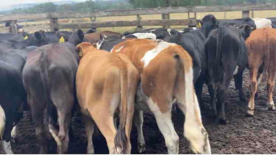 Lote 26 Novillo Engorda en Los Lagos, XIV Región Los Ríos