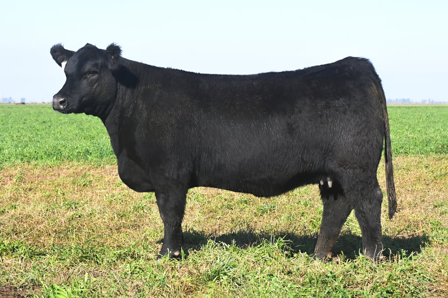 Lote RP 17680 y RP 17706 - VAQUILLONAS ELECCIÓN PP