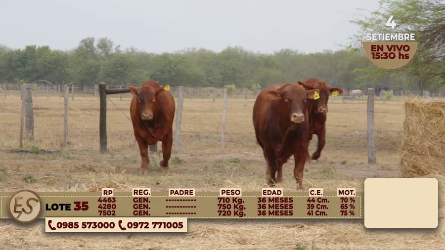 Lote TOROS