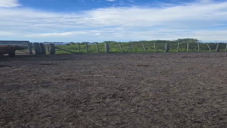 Lote 6 Vaquillonas Brangus en Sunchales, Santa Fe