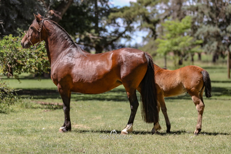 Lote Golilla Cebollita