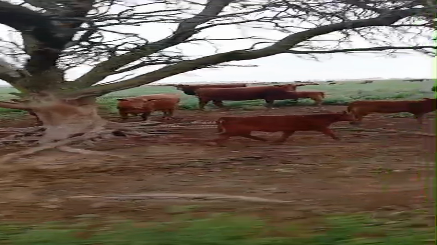 Lote 120 Vacas nuevas C/ cria