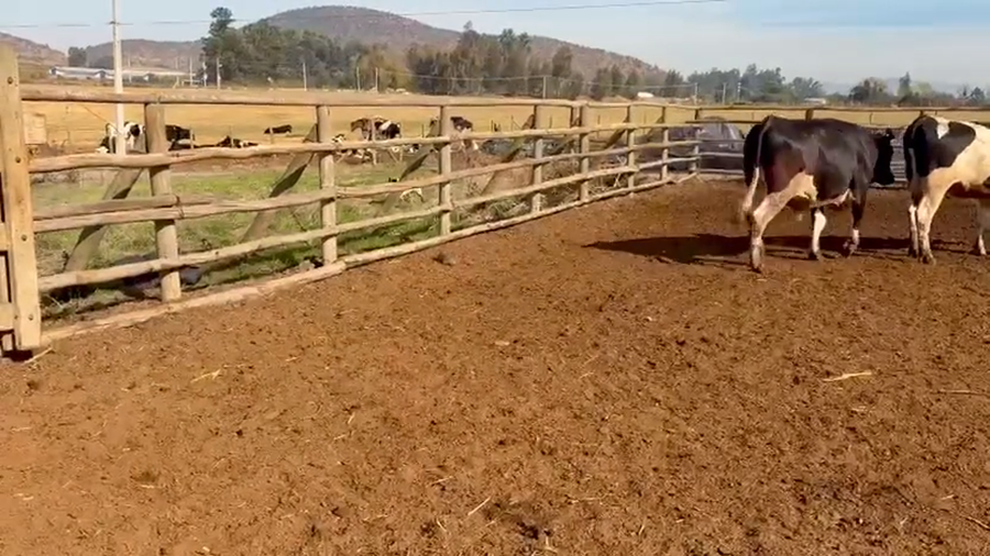 Lote 40 Novillo Gordo en Melipilla, Región Metropolitana