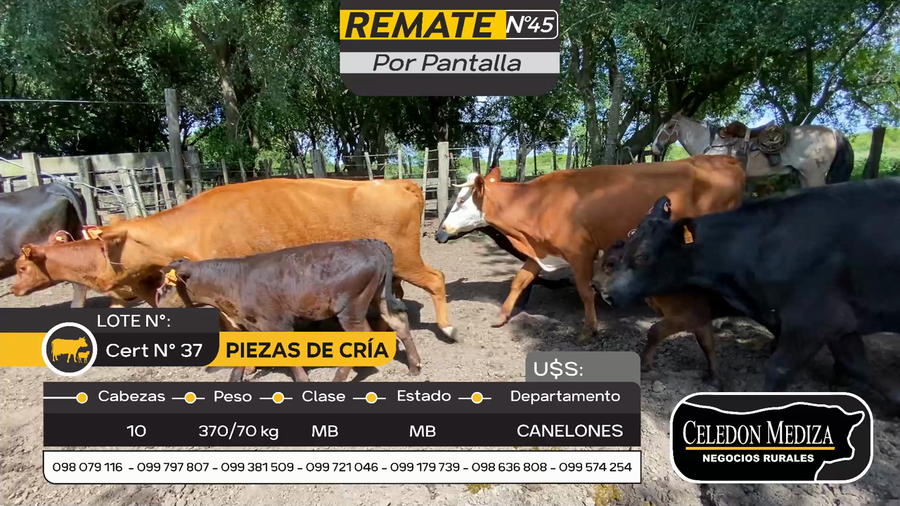 Lote 10 Piezas de cría en Otra Localidad, Canelones