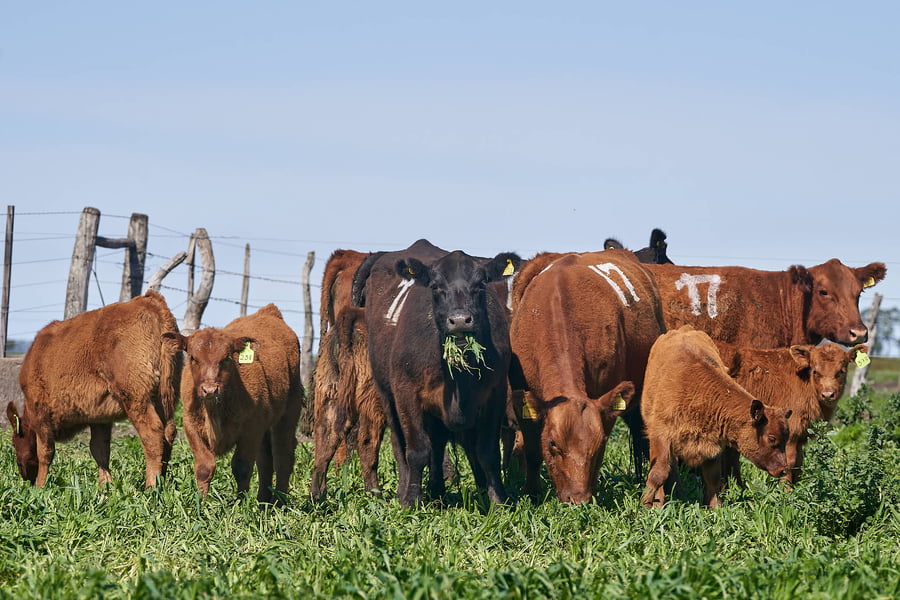 Lote "ME KEN" VAQUILLAS P.C CON CRIA