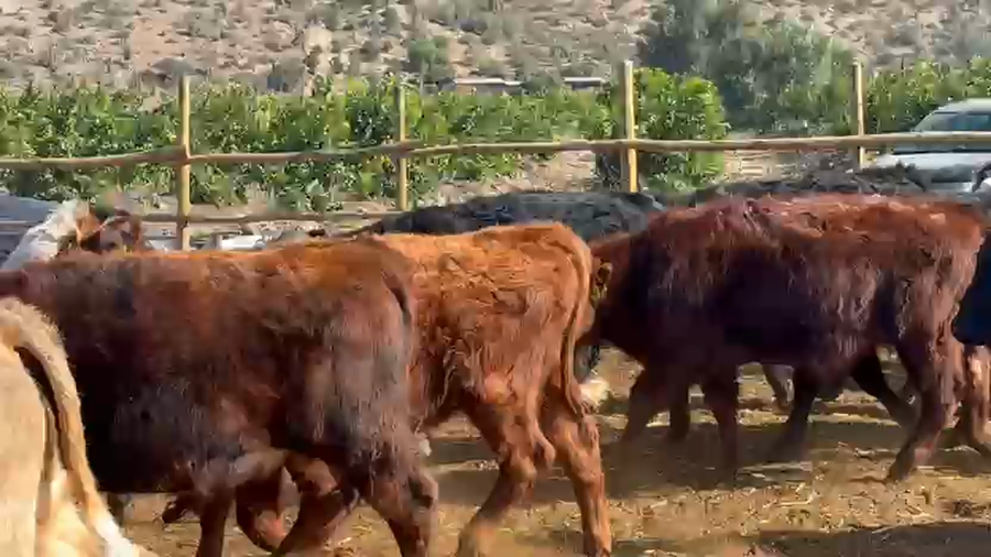 Lote 60 Ternero en Petorca, V  Región Valparaíso