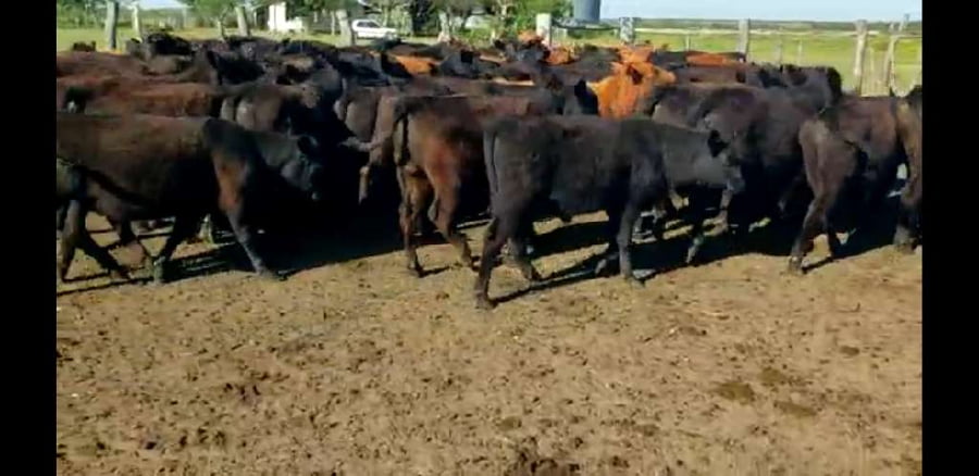 Lote 60 Terneros en Villaguay, Entre Ríos