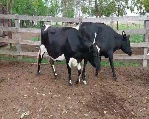 Lote 2 Vaca KIWI a remate en Remate Elite por Pantalla de Ganado Lechero 450kg - , San José