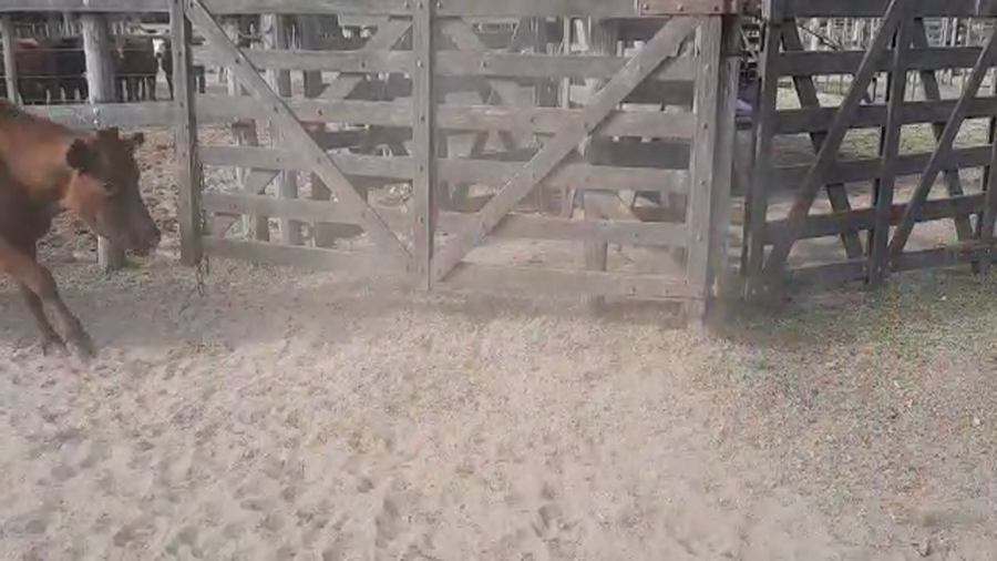 Lote 18 Vacas medio uso C/ cria en Buenos Aires, Pellegrini