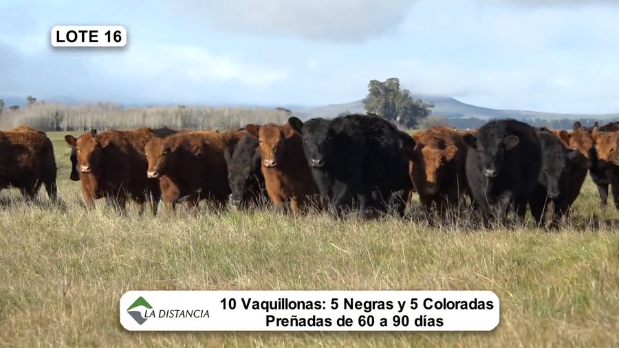 Lote Vientres Paridos MaS - Puros Controlados