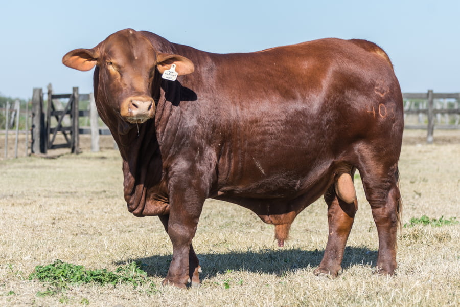 Lote Toro Cabaña Don Anibal (RP403)
