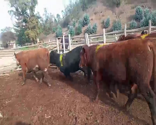 Lote 21 Torete en Melipilla, Región Metropolitana