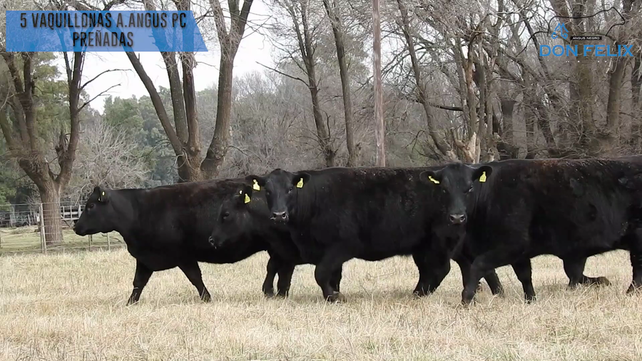 Lote "Cabaña ""Don Felix"" Vaquillonas PC"