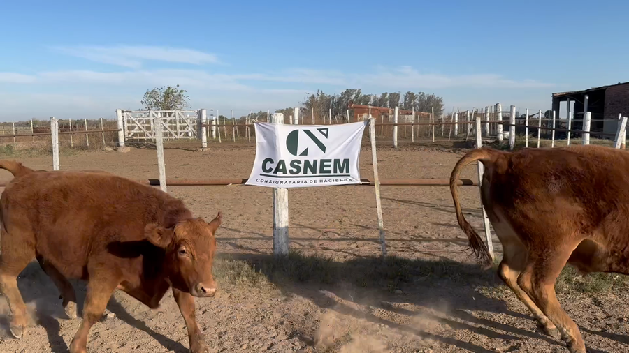 Lote 65 Novillitos Feed Lot