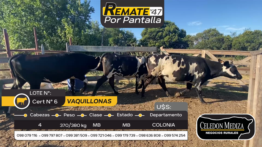 Lote 4 Vaquillonas  en Otra Localidad, Colonia