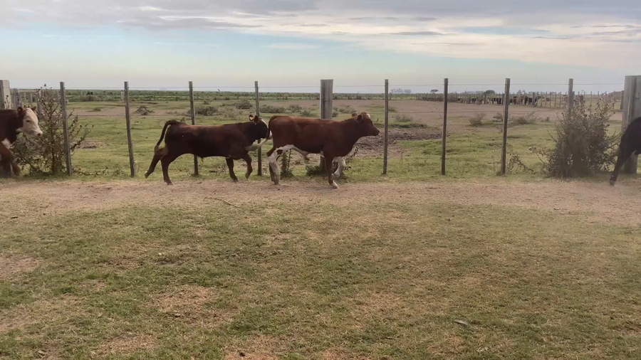 Lote 184 Terneros enteros en Treinta y Tres